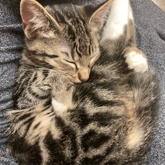 Kittens ๐ป๐ป๐ป - Picture 10 of 16